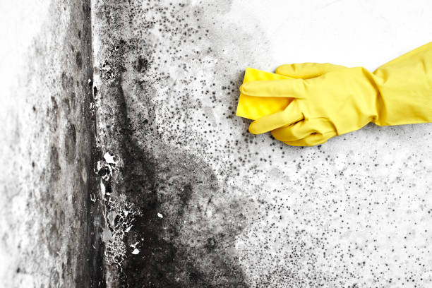 Best Mold Removal Company Near Me  in Forsyth, MT