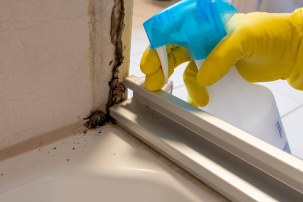 Best Professional Mold Removal  in Forsyth, MT