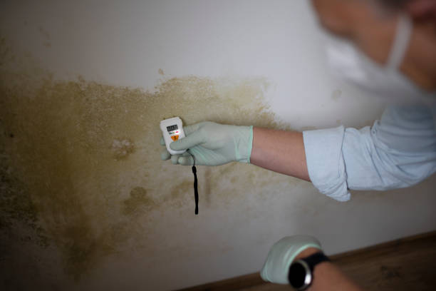 Best Certified Mold Removal  in Forsyth, MT