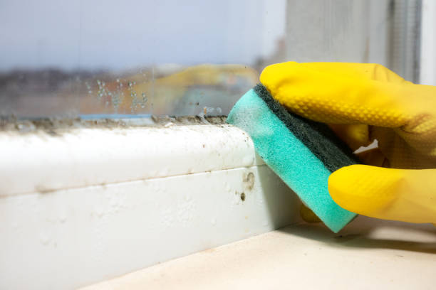 Best Affordable Mold Removal  in Forsyth, MT