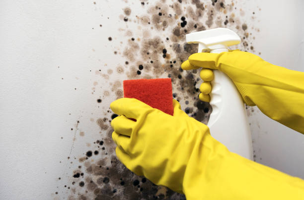 Best Mold Testing  in Forsyth, MT